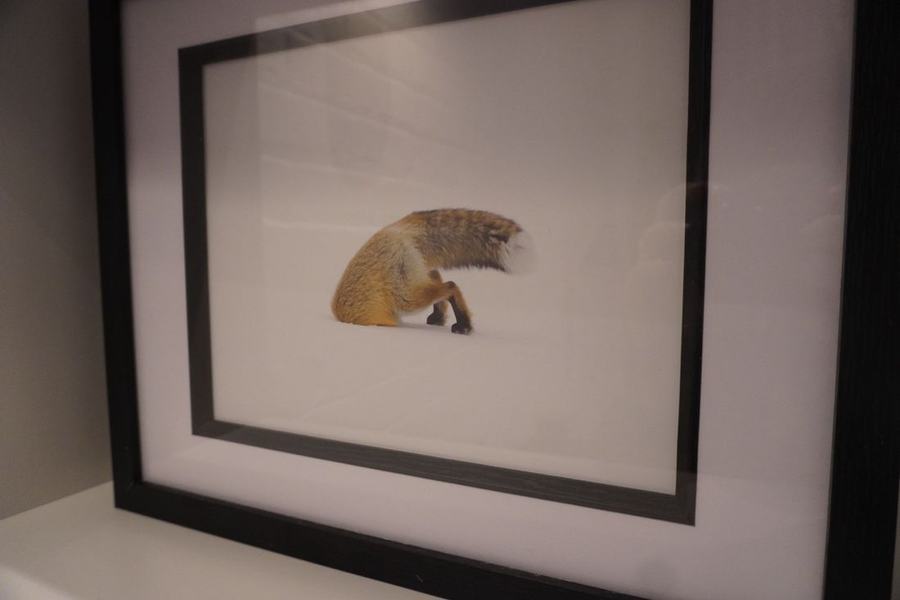 A framed fox photograph on the wall